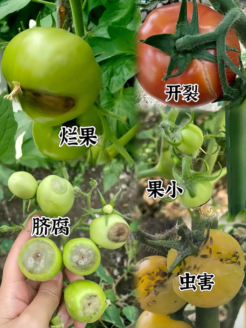 西红柿需要多大的种植袋「番茄种植营养袋怎么用好呢」 西红柿需要多大的种植袋「番茄种植营养袋怎么用好呢」 花朵知识