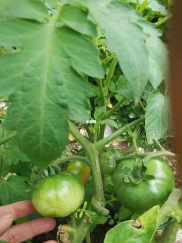 西红柿葫芦绿豆芽汤做法「小葫芦番茄种子怎么种植视频」 西红柿葫芦绿豆芽汤做法「小葫芦番茄种子怎么种植视频」 土壤施肥
