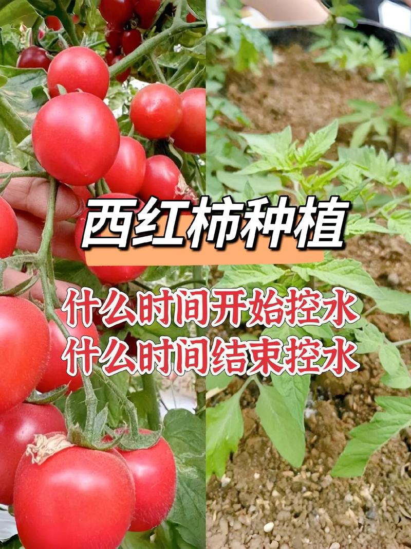 西红柿在多少温度下能结果「江西番茄怎么种植视频教程」 西红柿在多少温度下能结果「江西番茄怎么种植视频教程」 花朵知识