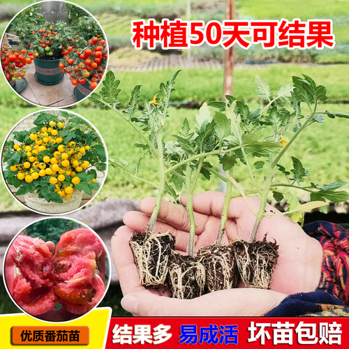 圣女果大棚定植方法「玲珑小番茄果苗怎么种植视频」 圣女果大棚定植方法「玲珑小番茄果苗怎么种植视频」 土壤施肥