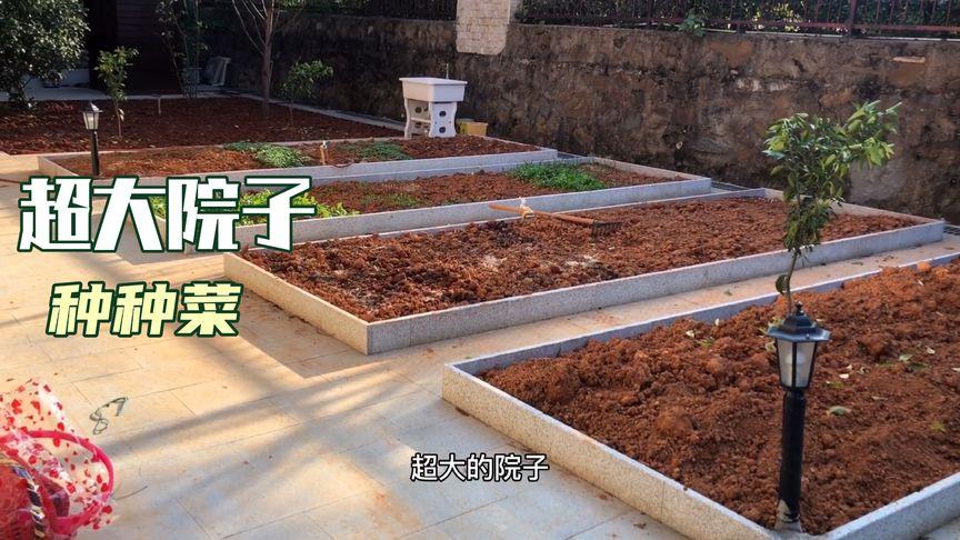 农村人为什么喜欢在房前屋后种菜，一般不上街买菜「庭院蔬菜种植小技巧视频教程」 农村人为什么喜欢在房前屋后种菜，一般不上街买菜「庭院蔬菜种植小技巧视频教程」 种植技巧