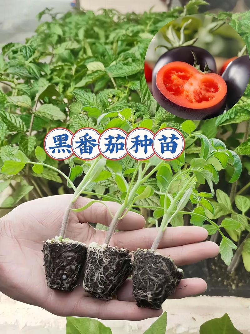黑钻石樱桃番茄几月栽「开始种黑番茄怎么种植视频」 黑钻石樱桃番茄几月栽「开始种黑番茄怎么种植视频」 农业常识