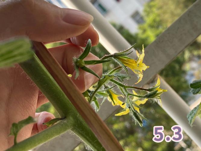 番茄西瓜保果配方「番茄西瓜怎么种植方法」 番茄西瓜保果配方「番茄西瓜怎么种植方法」 花朵知识