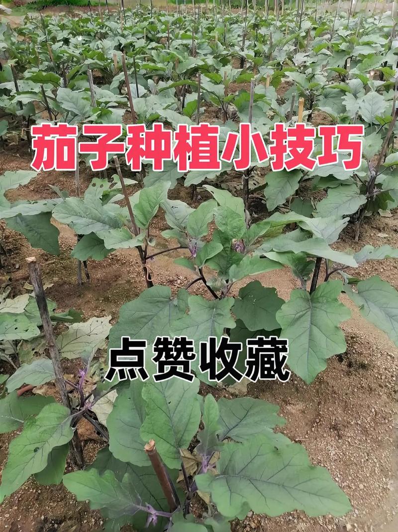 辣椒茄子种植小妙招「茄子蔬菜种植小技巧图片大全」 番茄种植技巧 辣椒茄子种植小妙招「茄子蔬菜种植小技巧图片大全」 辣椒茄子种植小妙招「茄子蔬菜种植小技巧图片大全」 番茄种植技巧