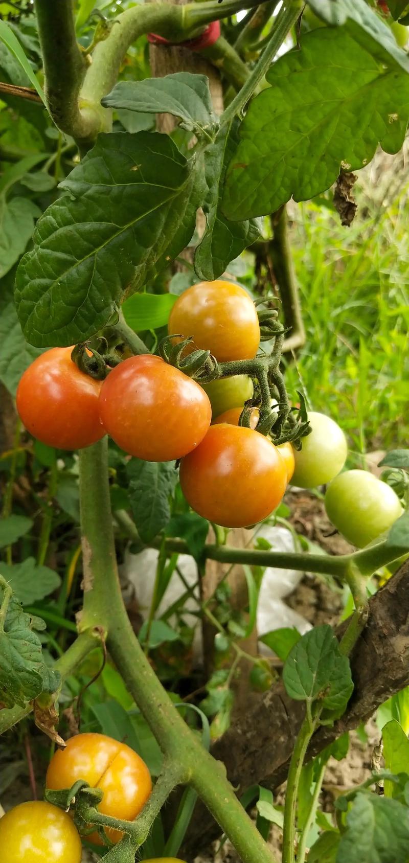 怎么拍好水果蔬菜照片「蔬菜种植视频拍摄技巧和方法」 怎么拍好水果蔬菜照片「蔬菜种植视频拍摄技巧和方法」 植物种类