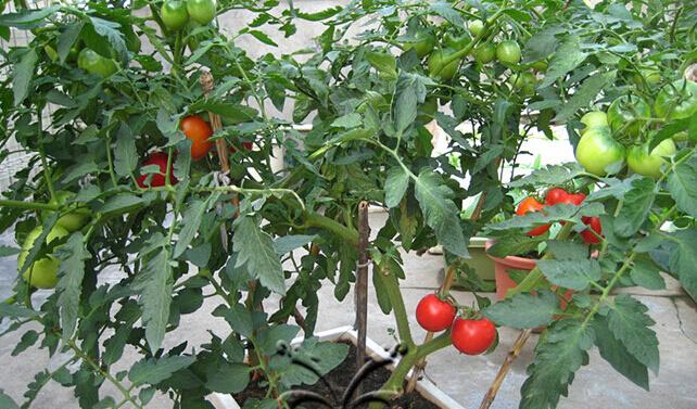盆栽西红柿如何养殖「番茄怎么用花盆种植不烂根」 盆栽西红柿如何养殖「番茄怎么用花盆种植不烂根」 农业常识