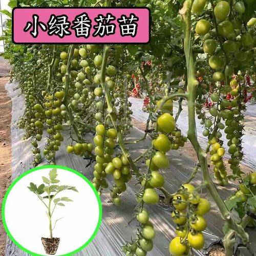 小西红柿种子怎么种植「好养活番茄苗子怎么种植视频」 小西红柿种子怎么种植「好养活番茄苗子怎么种植视频」 番茄病虫害防治