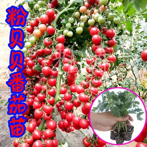 红圣女番茄怎么种植「在南方怎么种植番茄树苗呢」 花朵知识 红圣女番茄怎么种植「在南方怎么种植番茄树苗呢」 红圣女番茄怎么种植「在南方怎么种植番茄树苗呢」 花朵知识