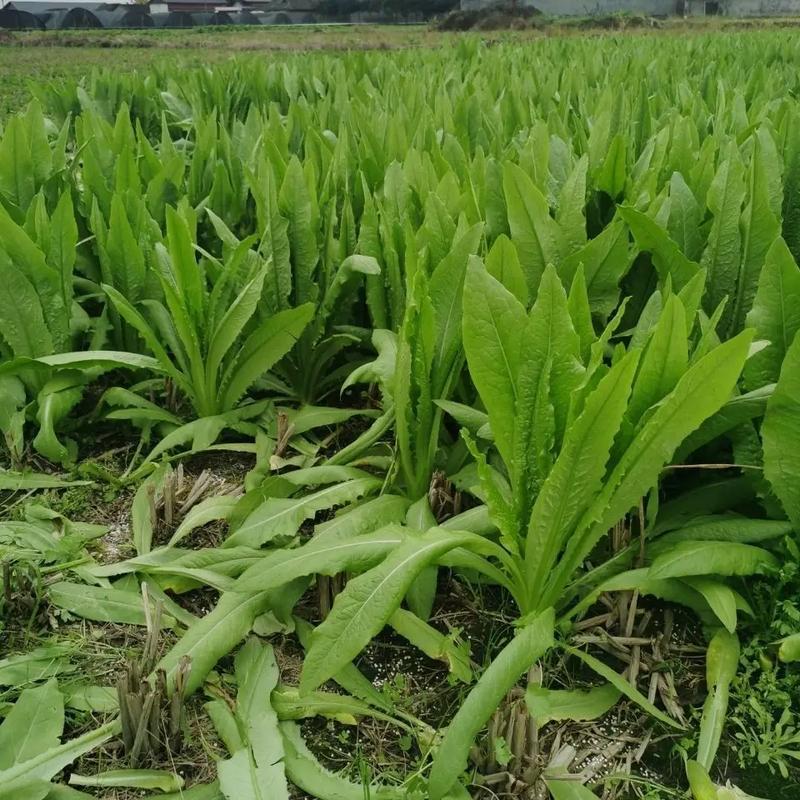 油麦菜的种植方法和时间「蔬菜种植技巧油麦菜图片大全」 油麦菜的种植方法和时间「蔬菜种植技巧油麦菜图片大全」 番茄病虫害防治