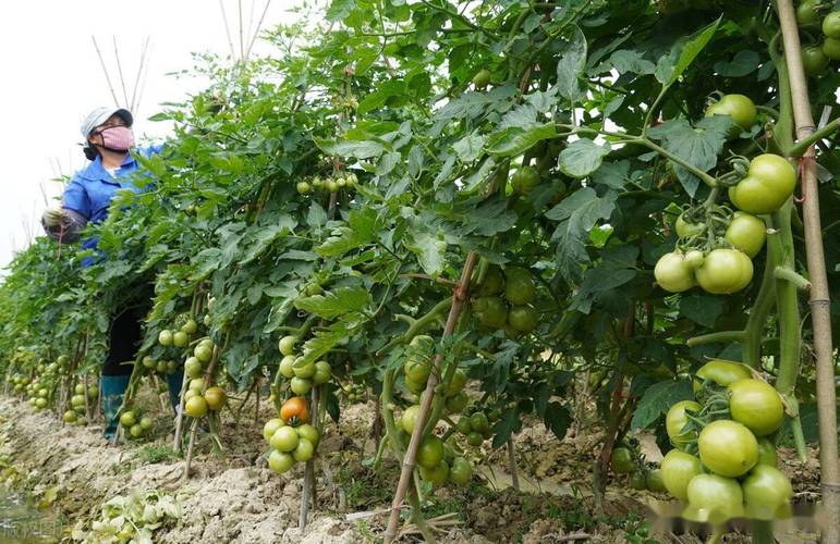露天西红柿栽培有什么要求「菜园怎么种植番茄视频」 露天西红柿栽培有什么要求「菜园怎么种植番茄视频」 植物种类