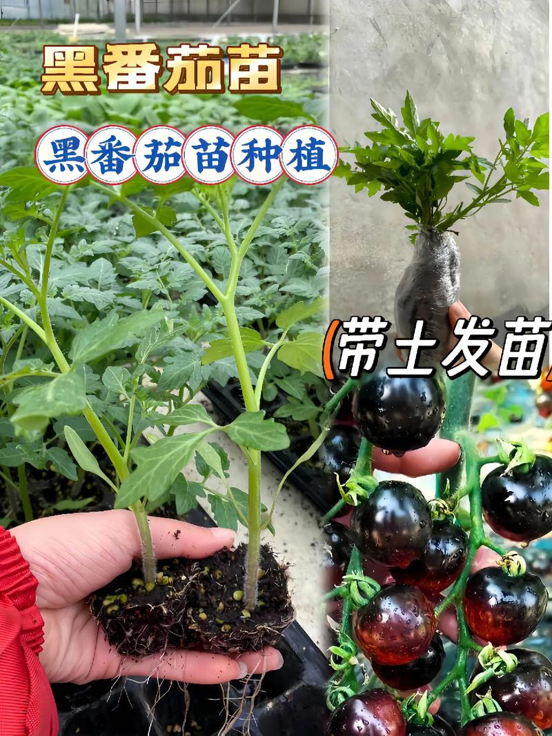 正确的番茄育苗方法「怎么种植番茄番茄育苗呢视频」 正确的番茄育苗方法「怎么种植番茄番茄育苗呢视频」 土壤施肥