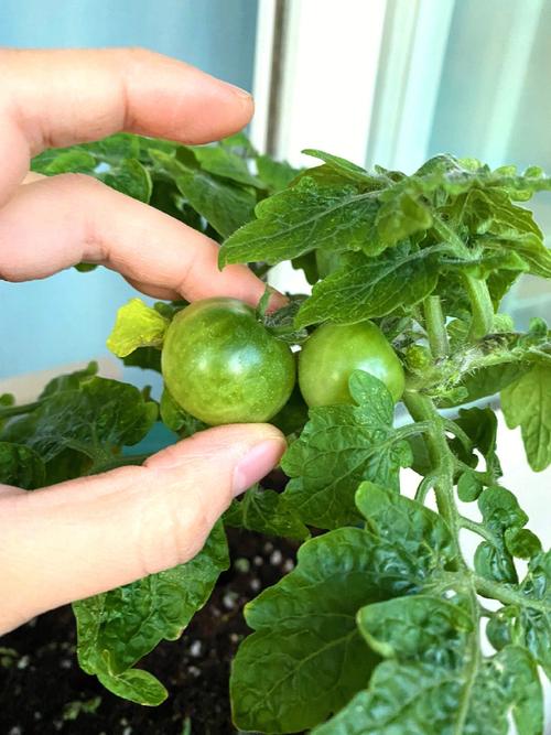 2020年夏天番茄浇水有什么讲究「绿博士番茄怎么种植视频」 2020年夏天番茄浇水有什么讲究「绿博士番茄怎么种植视频」 农业常识