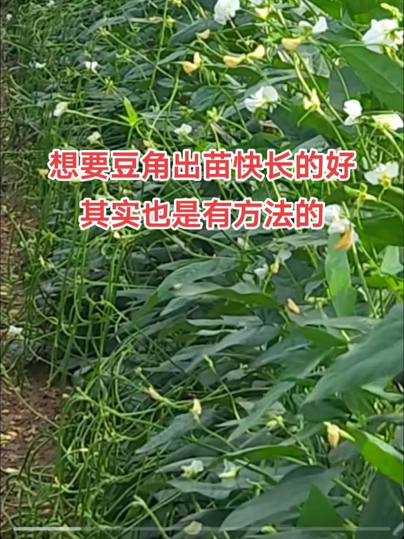 铁打豆种植方法「各样的蔬菜种植技巧视频教程」 铁打豆种植方法「各样的蔬菜种植技巧视频教程」 番茄病虫害防治