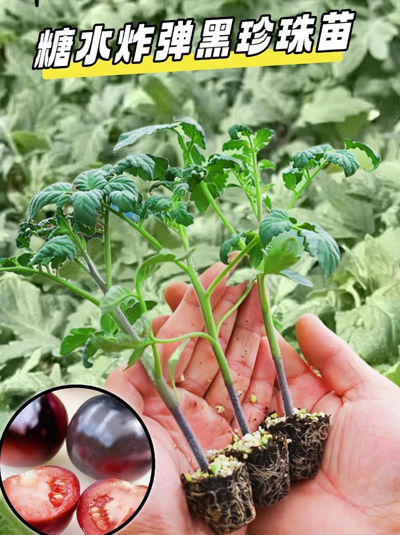黑果菜的种植方法「黑番茄苗水果怎么种植视频」 黑果菜的种植方法「黑番茄苗水果怎么种植视频」 花朵知识