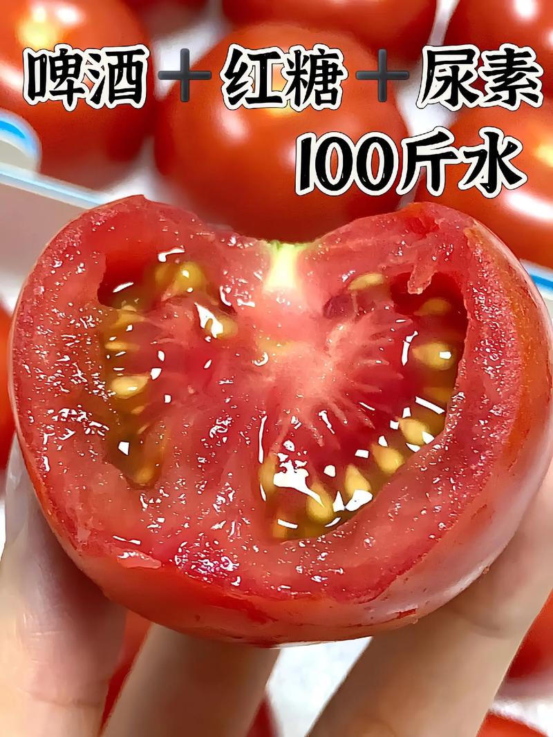 番茄树的种植方法「番茄植株怎么种植视频」 番茄树的种植方法「番茄植株怎么种植视频」 花朵知识