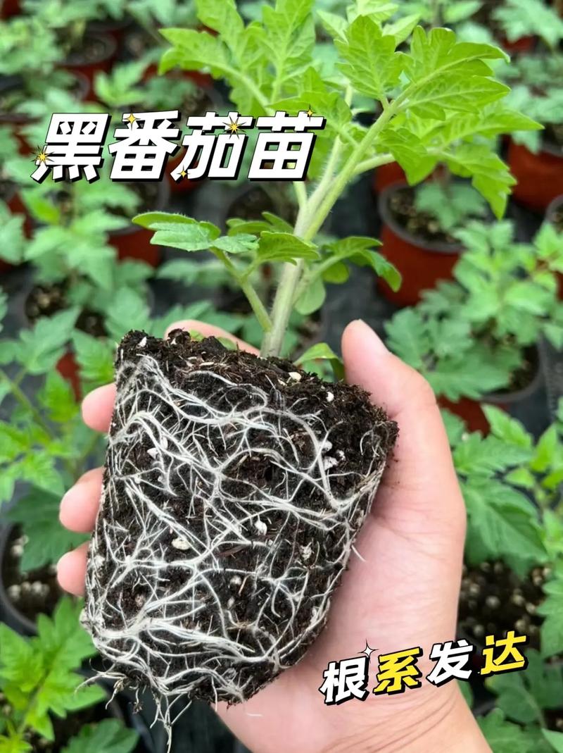 葡萄可以和番茄一起榨汁么「黑葡萄番茄苗怎么种植视频」 葡萄可以和番茄一起榨汁么「黑葡萄番茄苗怎么种植视频」 土壤施肥