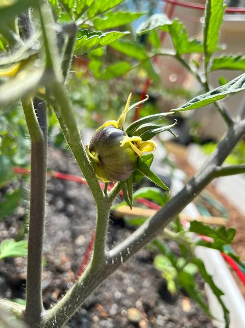 炒菜颜色发红的方法「蔬菜种植上色技巧视频」 炒菜颜色发红的方法「蔬菜种植上色技巧视频」 农业常识