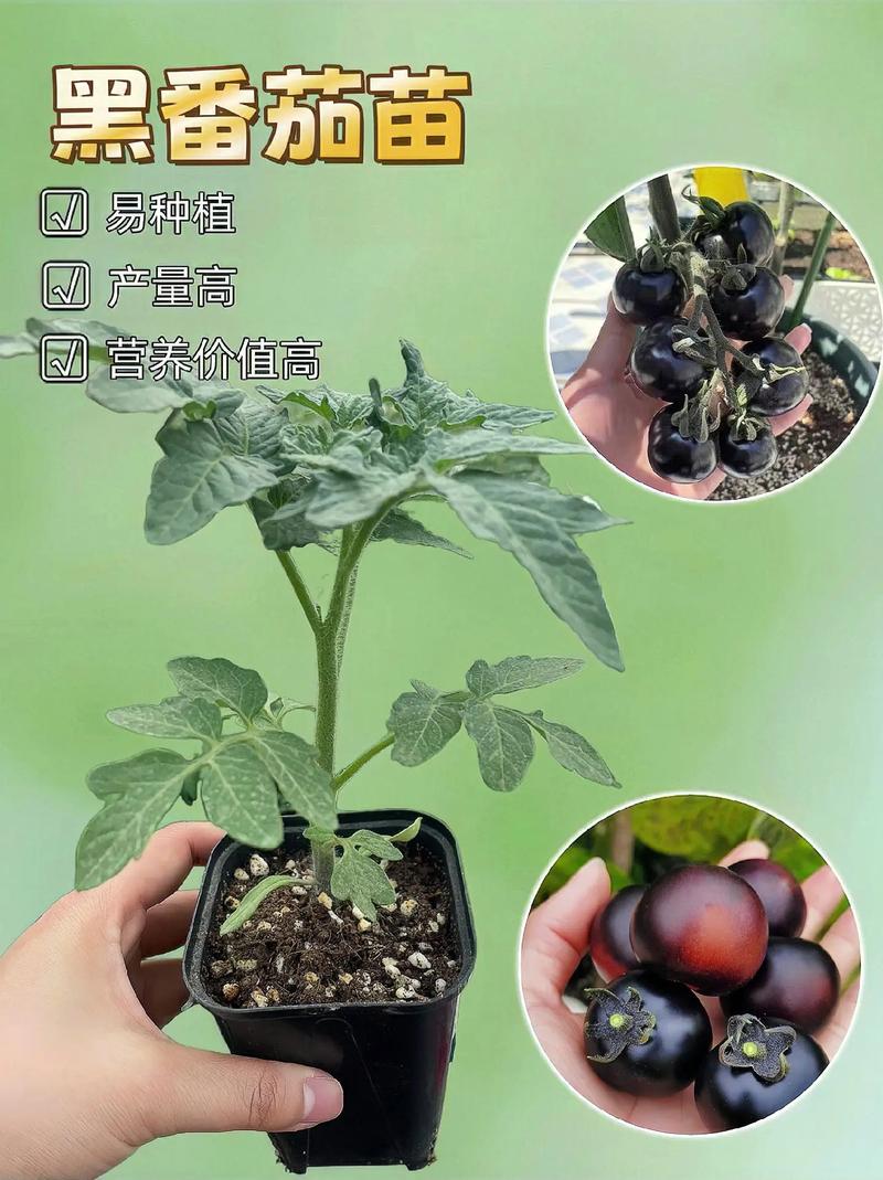 露天怎样种好西红柿「黑番茄怎么插杆种植视频」 露天怎样种好西红柿「黑番茄怎么插杆种植视频」 番茄病虫害防治