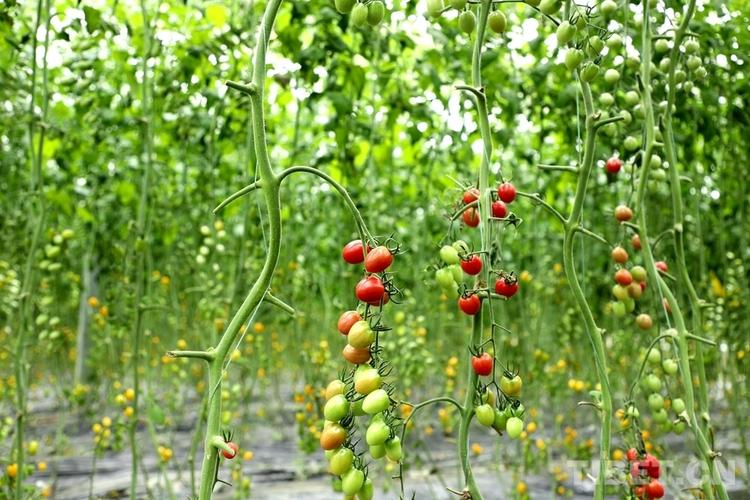 番茄栽种全过程「院子里小番茄怎么种植视频」 番茄栽种全过程「院子里小番茄怎么种植视频」 农业常识