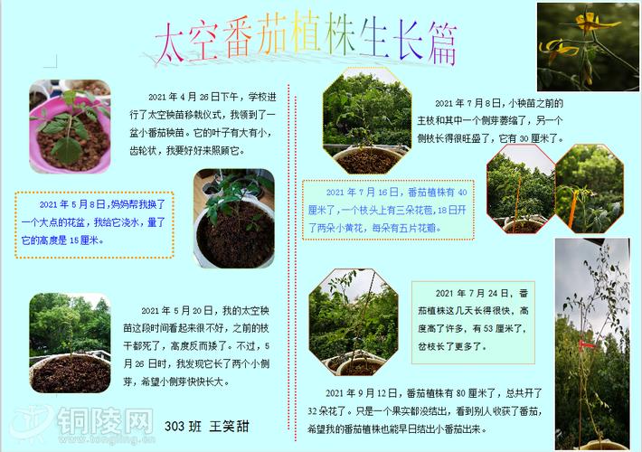 太空番茄的介绍「太空番茄种植记录怎么写的」 太空番茄的介绍「太空番茄种植记录怎么写的」 种植技巧