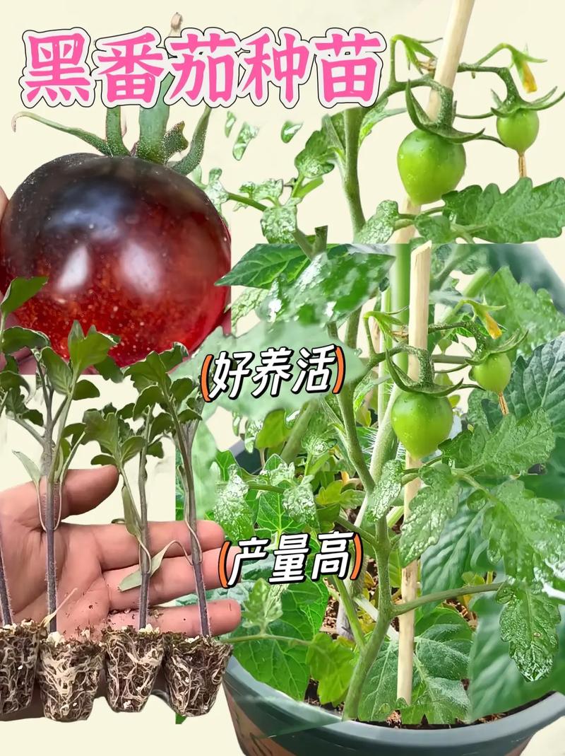 新鲜番茄可以直接播种吗「新鲜的番茄怎么种植视频」 新鲜番茄可以直接播种吗「新鲜的番茄怎么种植视频」 土壤施肥
