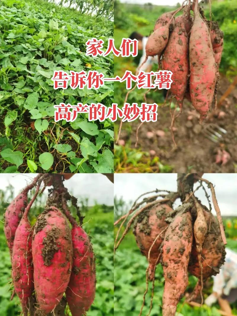 红薯埋藤的种植方法「蔬菜种植小技巧红薯图片大全」 红薯埋藤的种植方法「蔬菜种植小技巧红薯图片大全」 农业常识