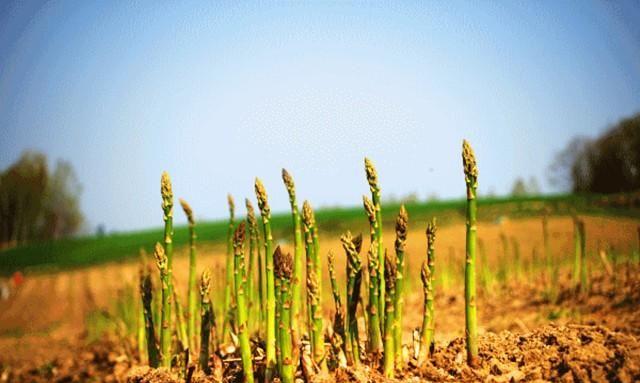 芦笋种植技术「芦笋怎么种植番茄种子多一点」 芦笋种植技术「芦笋怎么种植番茄种子多一点」 花朵知识