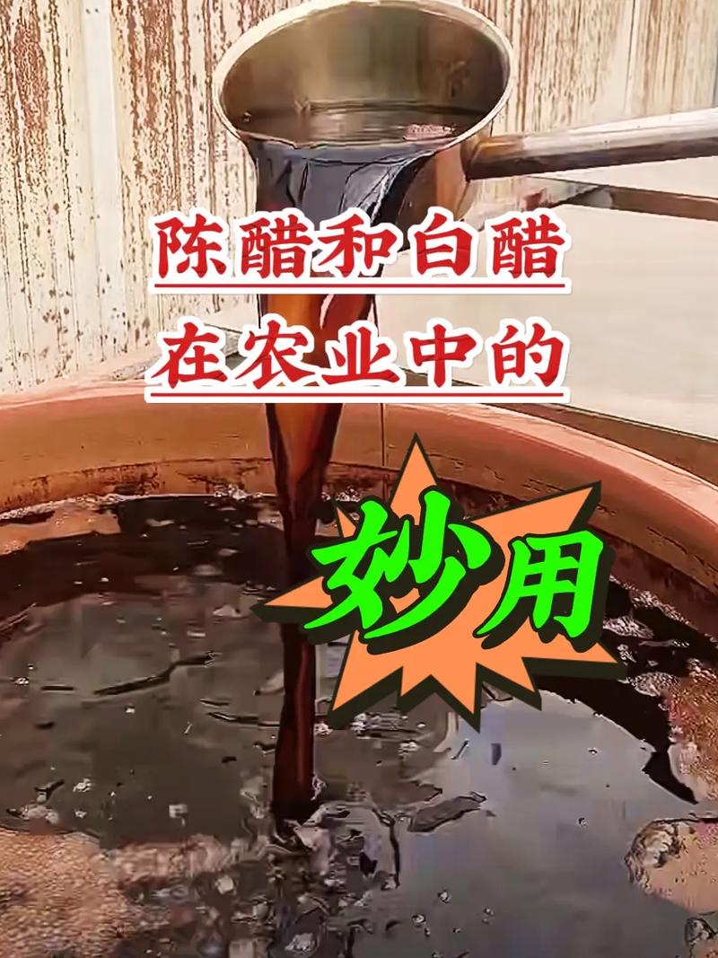 电视上的专家说种植西红柿喷醋有利于高产，什么时候喷醋，如何喷呢「蔬菜种植技巧食醋怎么做」 电视上的专家说种植西红柿喷醋有利于高产，什么时候喷醋，如何喷呢「蔬菜种植技巧食醋怎么做」 种植技巧