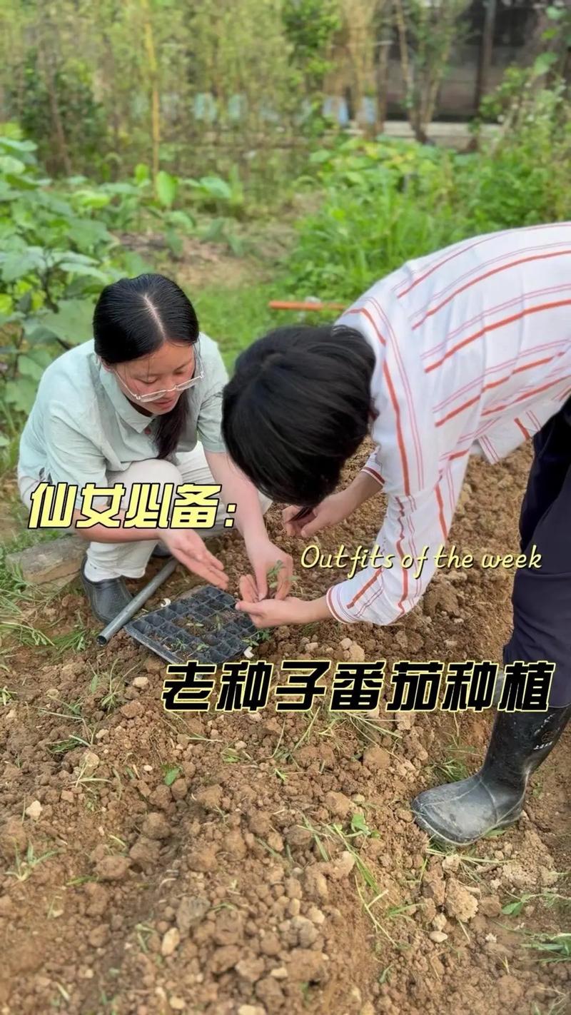 京采8号番茄种植方法「精品番茄怎么种植的视频」 京采8号番茄种植方法「精品番茄怎么种植的视频」 农业常识
