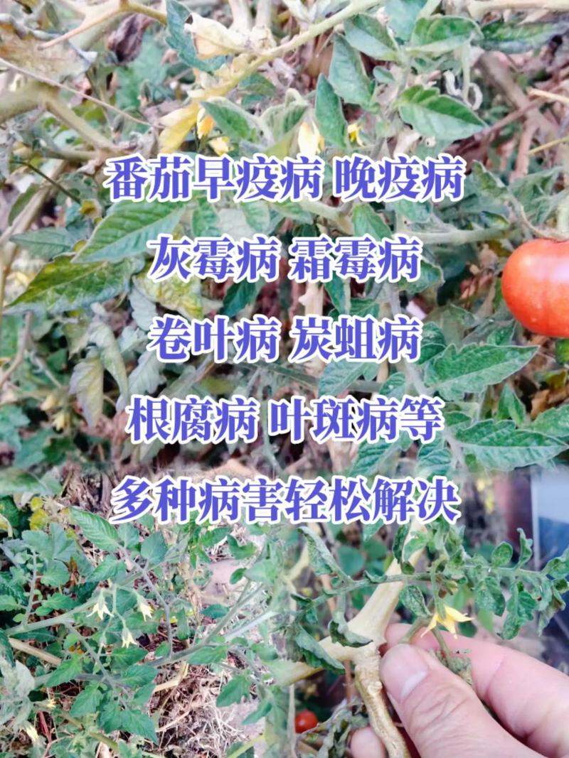 筋腐病是番茄的一种生理病害，危害症状？以及如何防治「番茄筋腐果怎么种植视频」 筋腐病是番茄的一种生理病害，危害症状？以及如何防治「番茄筋腐果怎么种植视频」 番茄病虫害防治