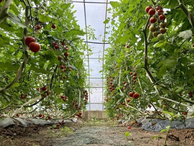 圣女果露天种植方法「红宝石番茄怎么种植方法」 圣女果露天种植方法「红宝石番茄怎么种植方法」 种植技巧