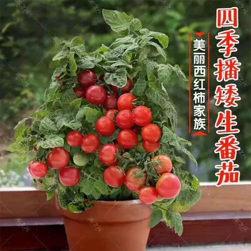 黄珍珠樱桃番茄怎么种「红珍珠番茄怎么种植视频」 黄珍珠樱桃番茄怎么种「红珍珠番茄怎么种植视频」 花朵知识