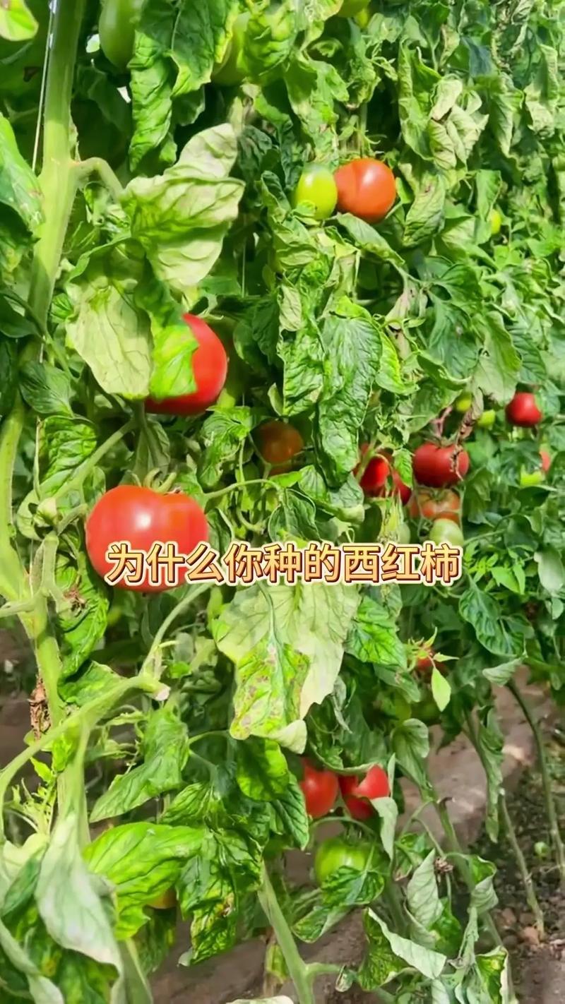 西红柿怎么种才结的大又多「野外番茄怎么种植的视频教程」 西红柿怎么种才结的大又多「野外番茄怎么种植的视频教程」 番茄病虫害防治