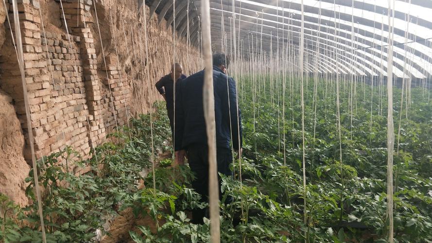 大棚西红柿怎样浇水「地膜种植番茄怎么浇水视频」 大棚西红柿怎样浇水「地膜种植番茄怎么浇水视频」 农业常识