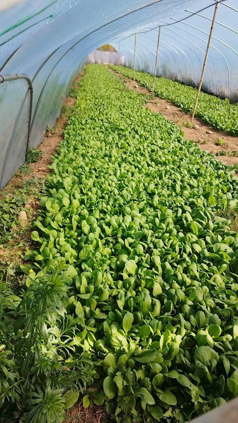 适合挂起来摘的菜苗「悬挂式蔬菜种植小技巧视频」 适合挂起来摘的菜苗「悬挂式蔬菜种植小技巧视频」 花朵知识
