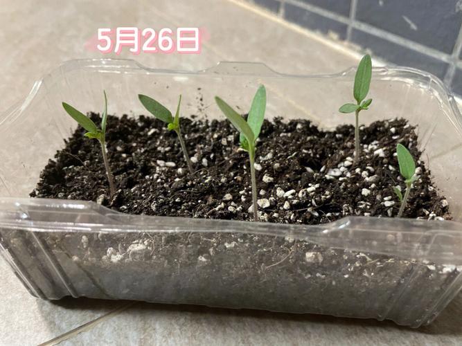 西红柿种子催芽方法五种方法「种植小番茄怎么催芽视频」 西红柿种子催芽方法五种方法「种植小番茄怎么催芽视频」 种植技巧