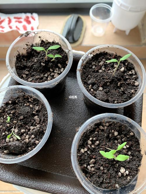 番茄催出芽后怎么种「番茄种植后怎么处理好」 番茄催出芽后怎么种「番茄种植后怎么处理好」 农业常识