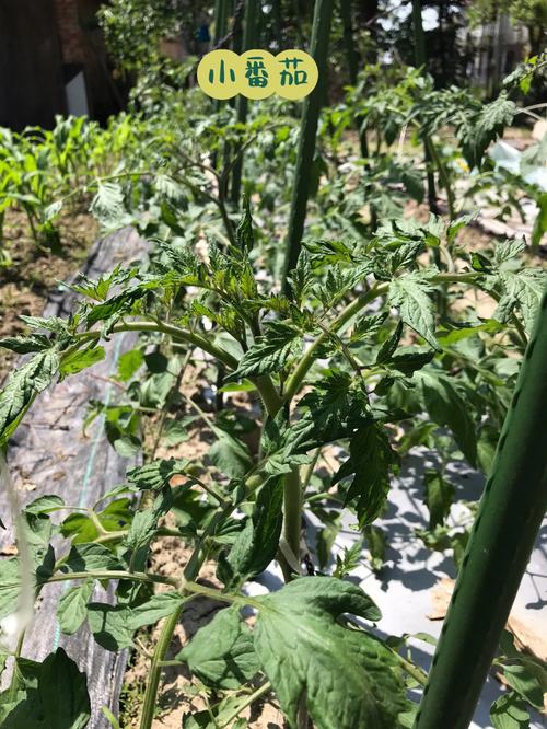 西红柿有个小洞长虫怎么办「种植小番茄怎么除虫卵呢」 西红柿有个小洞长虫怎么办「种植小番茄怎么除虫卵呢」 花朵知识