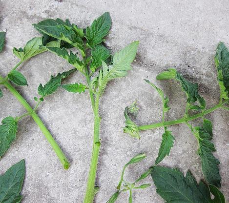 可以扦插、操作简单长得又快的蔬菜有哪些「生存小技巧蔬菜种植图片大全」 可以扦插、操作简单长得又快的蔬菜有哪些「生存小技巧蔬菜种植图片大全」 花朵知识