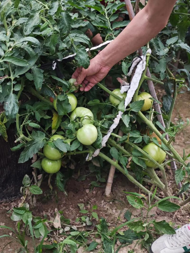树番茄的栽培技术「菜园番茄怎么种植的视频」 树番茄的栽培技术「菜园番茄怎么种植的视频」 土壤施肥