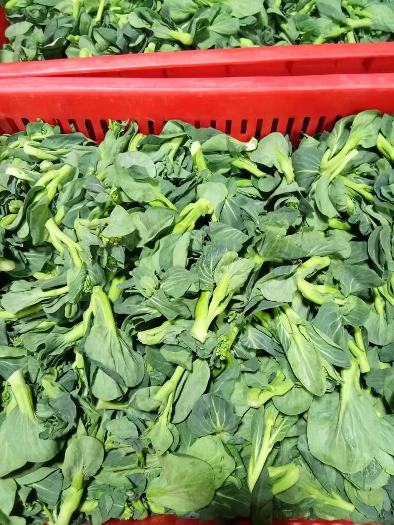 菜心的种植及管理方法是什么「菜心蔬菜种植技巧视频」 菜心的种植及管理方法是什么「菜心蔬菜种植技巧视频」 番茄病虫害防治