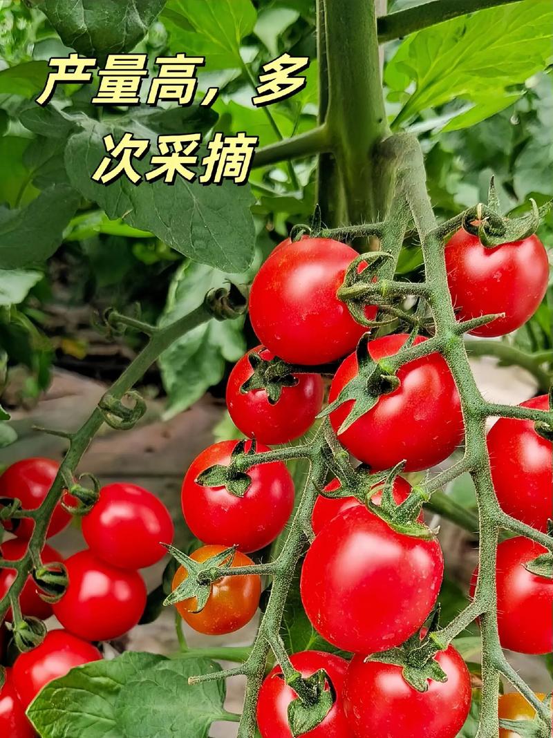 樱桃西红柿小苗需要浇水吗「怎么种植樱桃小番茄视频」 樱桃西红柿小苗需要浇水吗「怎么种植樱桃小番茄视频」 植物种类