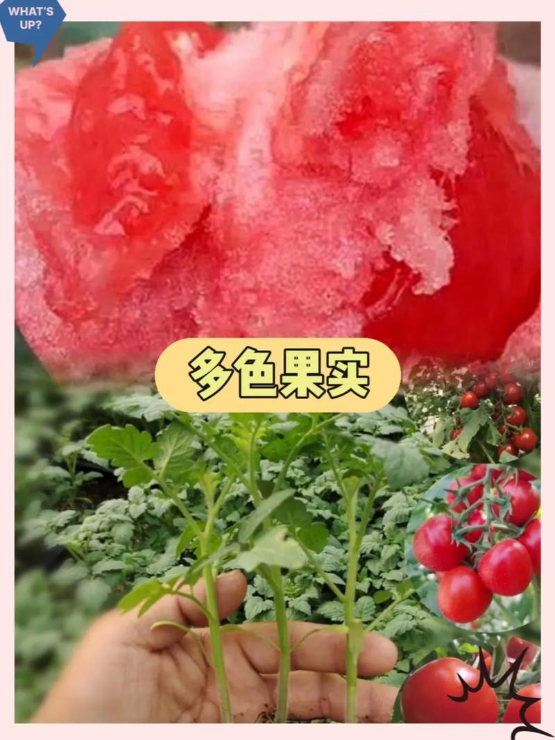 怎么种西红柿苗结果多「番茄挂果多怎么种植视频」 怎么种西红柿苗结果多「番茄挂果多怎么种植视频」 土壤施肥