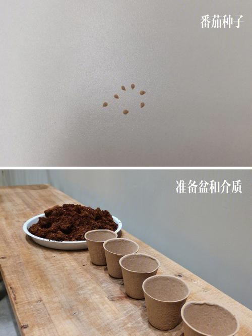 番茄小说怎么弄成视频版「番茄怎么种植成功的视频教程」 番茄小说怎么弄成视频版「番茄怎么种植成功的视频教程」 植物种类