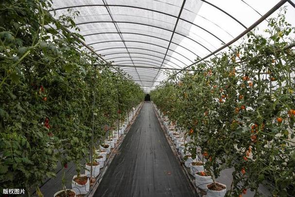 大棚西红柿种植技术「种植番茄大棚怎么建好呢视频」 大棚西红柿种植技术「种植番茄大棚怎么建好呢视频」 植物种类