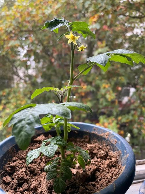 西红柿苗很小就开花咋办「矮小番茄种植苗怎么种植」 西红柿苗很小就开花咋办「矮小番茄种植苗怎么种植」 植物种类