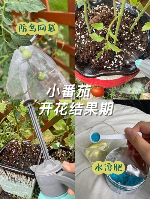番茄种后多久可施肥「小番茄种植怎么追肥视频」 番茄种后多久可施肥「小番茄种植怎么追肥视频」 花朵知识