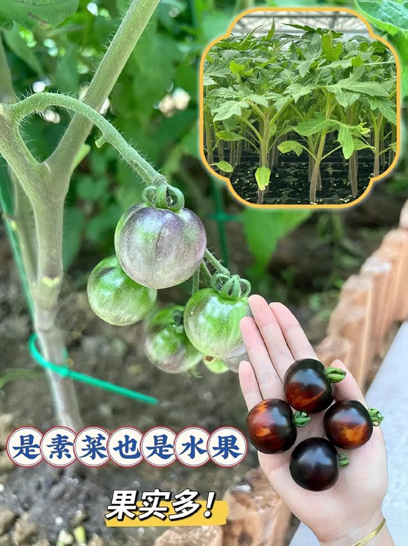 西红柿黑钻石种子怎么种植「黑番茄秧苗怎么种植视频」 西红柿黑钻石种子怎么种植「黑番茄秧苗怎么种植视频」 农业常识