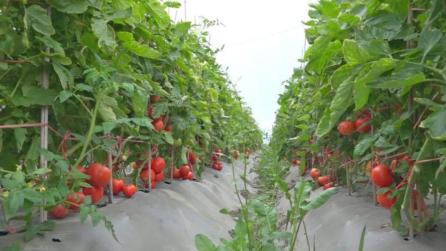 大棚西红柿怎么种植「大棚番茄蔬菜怎么种植视频」 大棚西红柿怎么种植「大棚番茄蔬菜怎么种植视频」 番茄病虫害防治