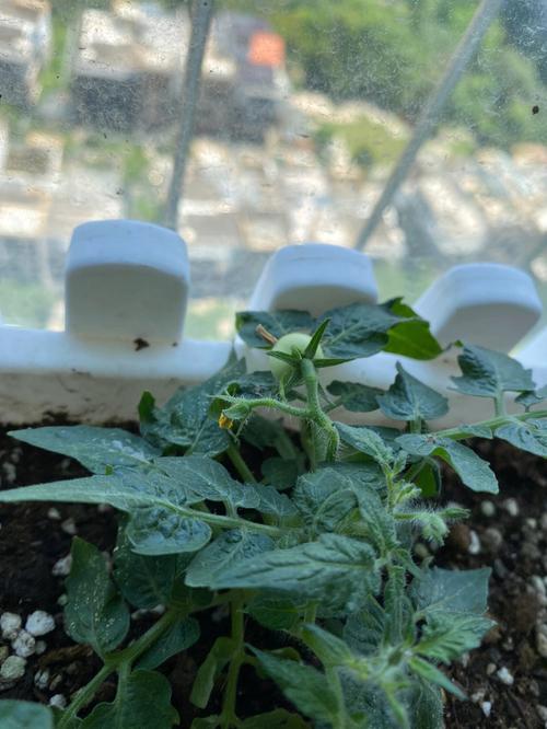 番茄苗什么时候卧倒「番茄苗栽种」 番茄苗什么时候卧倒「番茄苗栽种」 农业常识